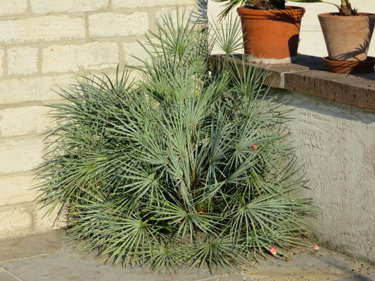 Chamaerops humilis var. cerifera im August 2015