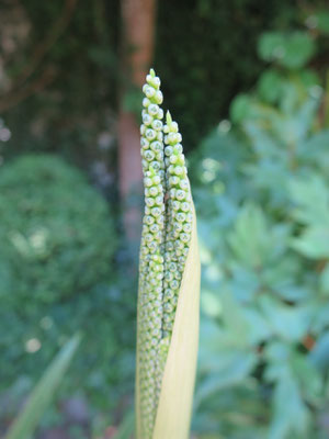 Blütenstand von Chamaedorea radicalis