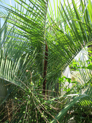 Butia eriospatha (Wollige Gelee-Palme) im Botanischen Garten von Lyon