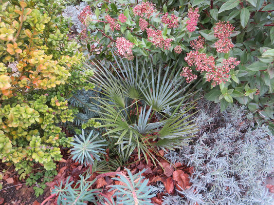 Chamaerops humilis var. cerifera, Januar 2015, nach -13 °C ungeschützt.