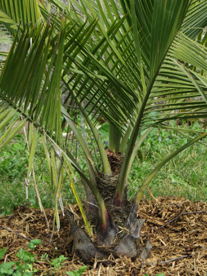 Jubaea chilensis April 2015