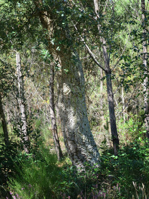 Quercus suber (Korkeiche) im nördlichsten Verbreitungsgebiet im Département Les Landes (Südwestfrankreich)