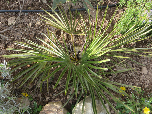 Trachycarpus nanus, mit winzigen Blütenständen 