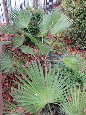 Trachycarpus wagnerianus in Schaffhausen im Januar 2015 nach -13 °C 