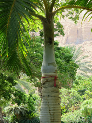 Hyophorbe verschaffeltii (Spindelpalme) in En Gedi, Israel