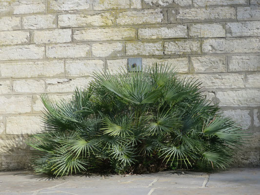 Chamaerops humilis var. cerifera im Oktober 2015