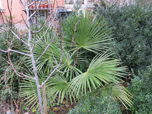 Trachycarpus fortunei in Schaffhausen, Ende Januar 2015