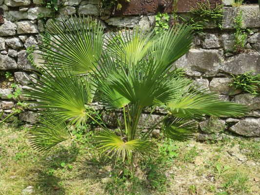 Trachycarpus wagnerianus