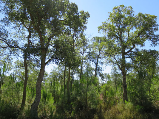 Quercus suber (Korkeiche) im nördlichsten Verbreitungsgebiet im Département Les Landes (Südwestfrankreich)