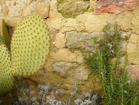 Opuntia scheerii, Lavendula und Rosmarin