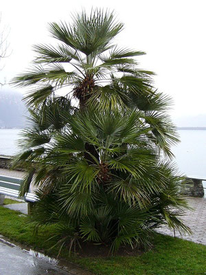 Chamaerops humilis in Montreux, Genfersee