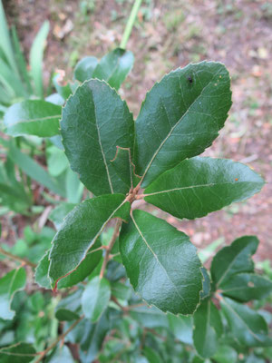 Quercus phillyreoides