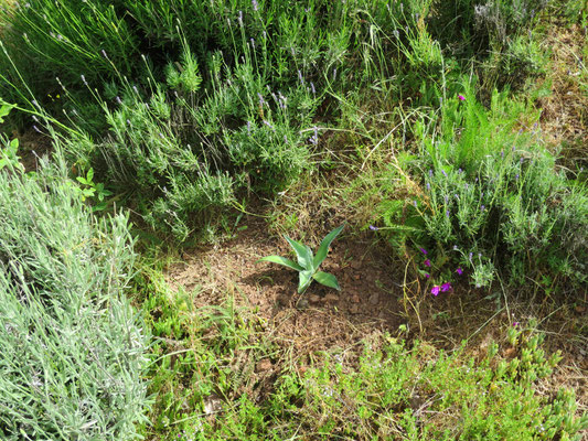 Agave ovatifolia (frisch gepflanzt)