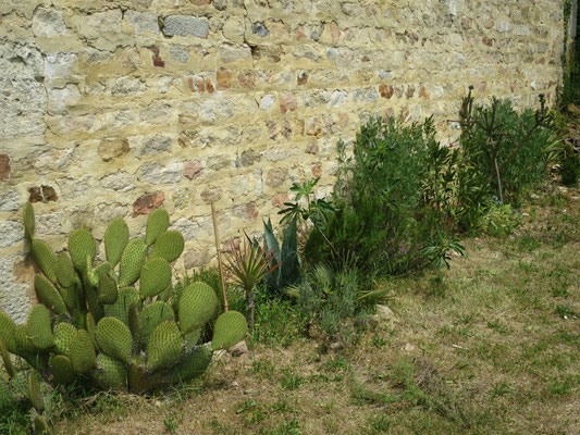 Opuntia scheeri, Yucca aloifolia, Trachycarpus nanus, Agave americana