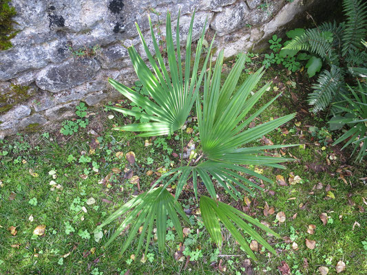 Trachycarpus oreophilus im Oktober 2015 im Burgund