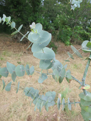 Eucalyptus perriniana (frisch gepflanzt)