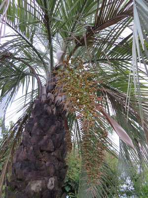 Fruchtstand von Butia yatay (Yatay-Palme) in Muralto bei Locarno, Tessin (CH)