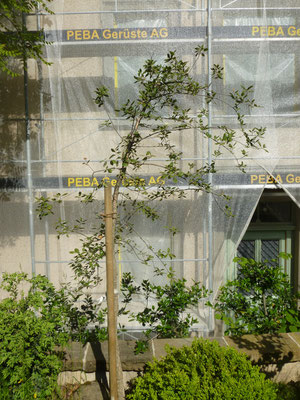 Quercus suber (Korkeiche) in Schaffhausen, Juli 2013 nach der Pflanzung