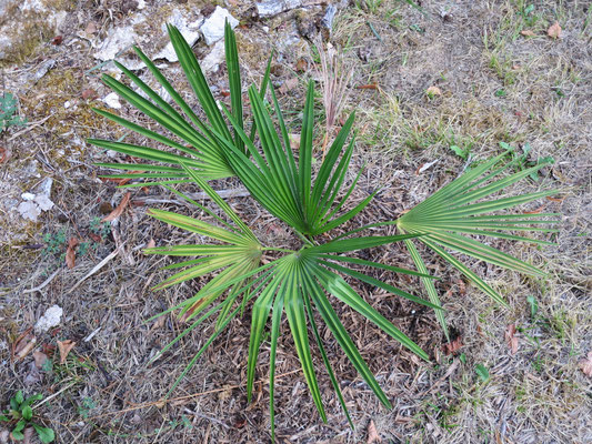 Trachycarpus ukhrulensis (Manipur / Naga Hills) im Juli 2015