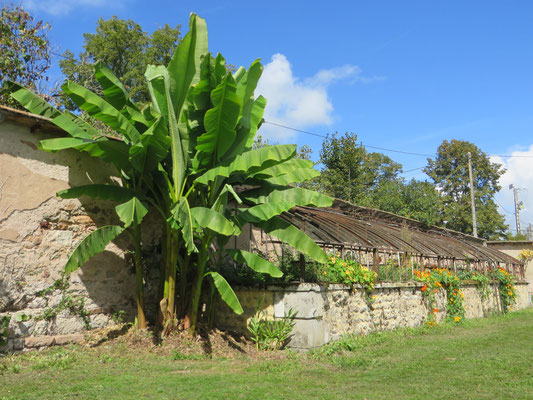 Musa basjoo (Japanische Faserbanane)