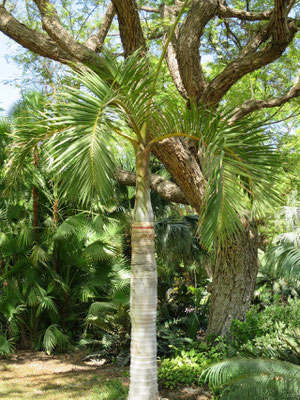 Hyophorbe verschaffeltii (Spindelpalme) in En Gedi, Israel