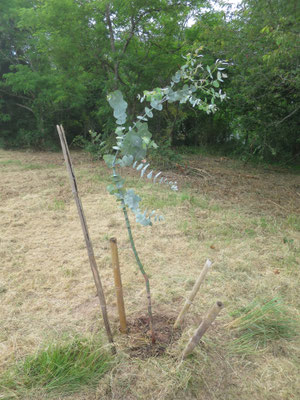 Eucalyptus perriniana (frisch gepflanzt)