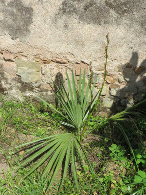 Sabal minor (Zwerg-Palmetto-Palme)