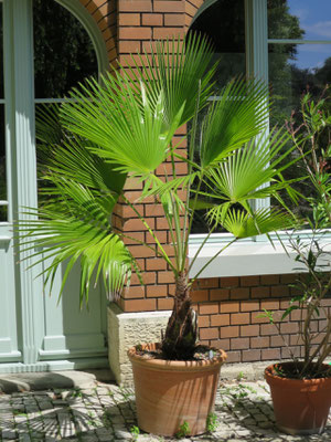 Trachycarpus martianus