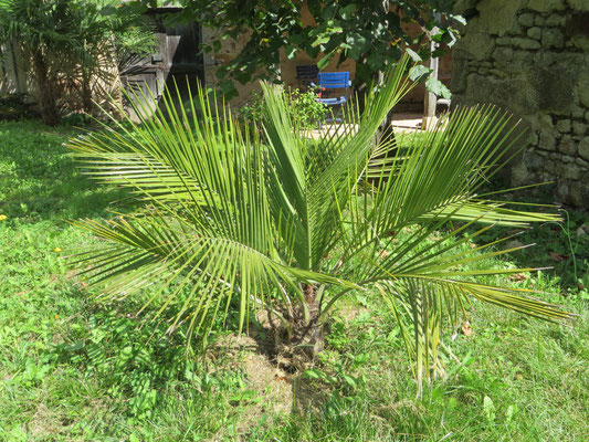 Jubaea chilensis (Chilenische Honigpalme)