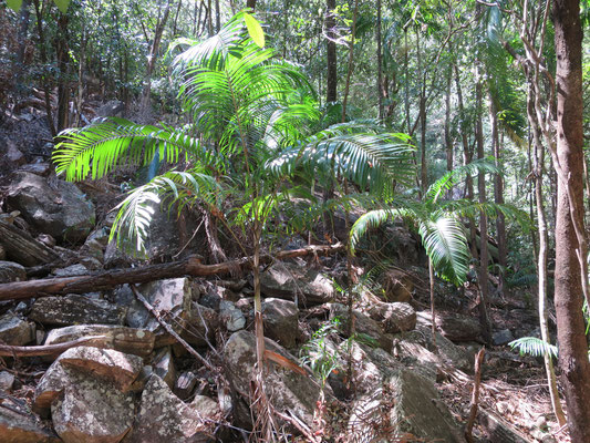 Carpentaria acuminata, Jim Jim Falls, Kakadu-Nationalpark