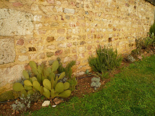 Opuntia scheerii, Agave americana, Rosmarin, Trachycarpus nanus