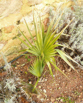 Sabal palmetto im Januar 2013. Anzeichen von leicheter Schädigung nach kurzzeitigen -6°C anfangs Dezember 2012 