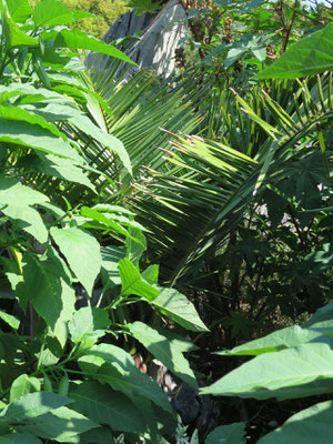 Jubaea chilensis (Chilenische Honigpalme) im Botanischen Garten von Lyon