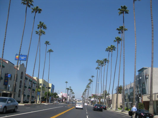 Washingtonia robusta, Los Angeles, Kalifornien, USA