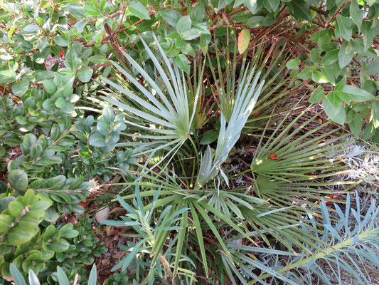 Chamaerops humilis var. cerifera (Blaue Zwergpalme)