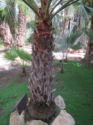 Brahea brandegeei im Garten Huerto del Cura in Elche, Spanien