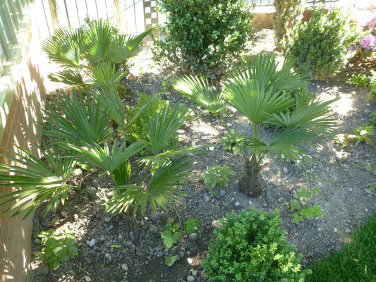 Trachycarpus wagnerianus in Schaffhausen im Juni 2013 kurz nach der Pflanzung