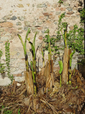 Musa basjoo, Japanische Faserbanane