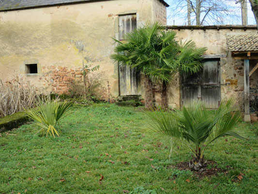 Gesamtansicht: Sabal minor, Trachycarpus fortunei, Jubaea chilensis