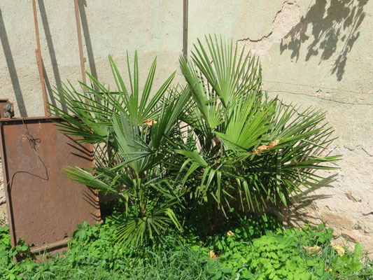 Trachycarpus fortunei (Chinesische Hanfpalme, Tessinerpalme)