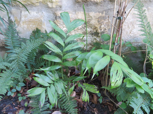 Chamaedroea microspadix im Oktober 2014, Regeneration nur zögerlich