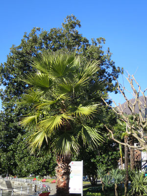 Washingtonia robusta (Petticoat-Palme) im Tessin