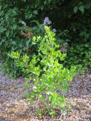 Quercus agrifolia