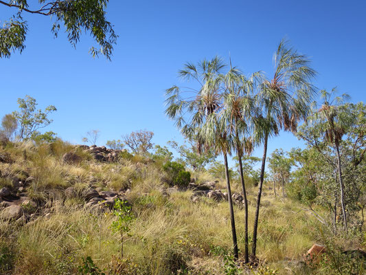 Livistona inermis, Nitmiluk Nationalpark, Katherine Gorge