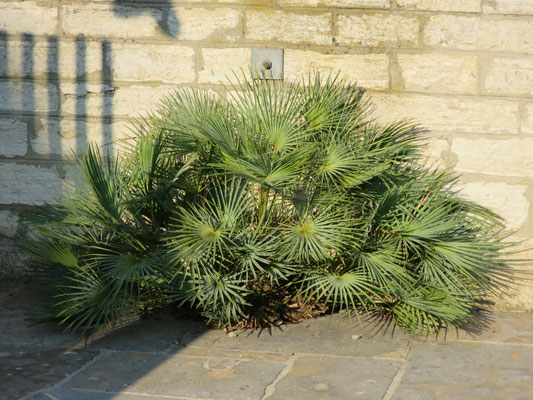 Chamaerops humilis var. cerifera (Blaue Zwergpalme) in Schaffhausen