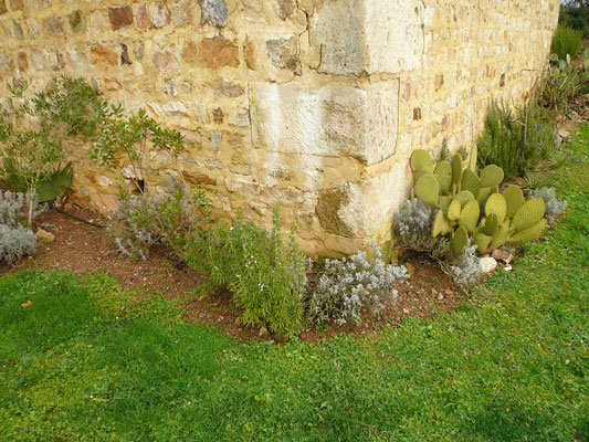 Arbutus unedo, Rosmarin, Lavendel und Opuntia scheerii