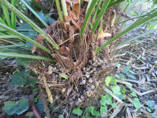 Rhapidophyllum hystrix