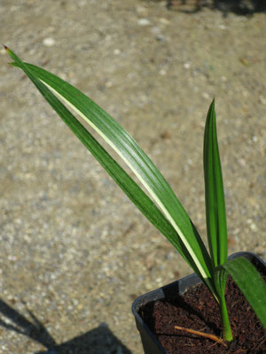 Brahea calcarea (Variegata)