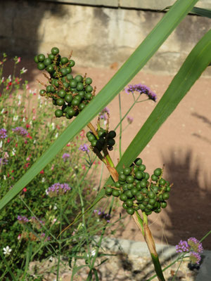 Sabal minor (Zwerg-Palmetto) im Botanischen Garten von Lyon