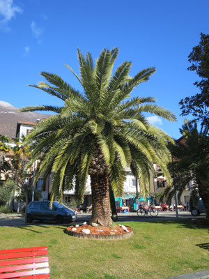 Phoenix canariensis (Kanarische Dattelpalme) im Tessin